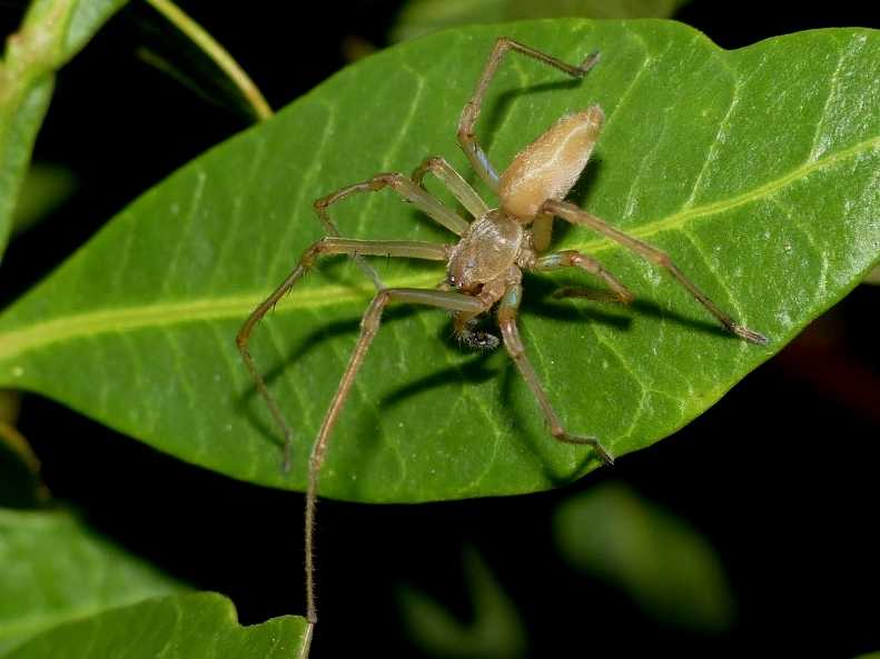 Cheiracanthium mildei - S. Teresa G. (OT)